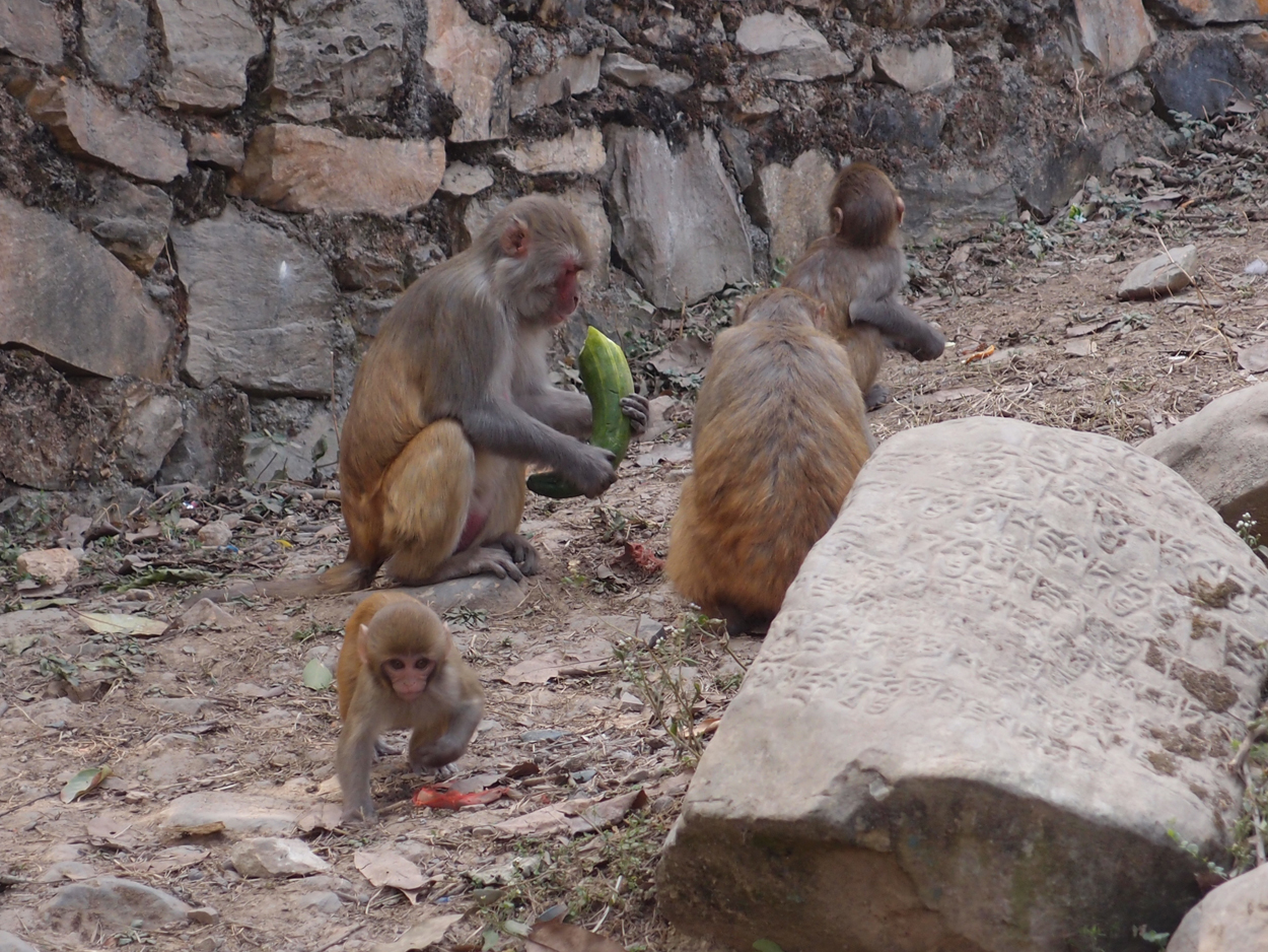 2018-01-14 13 Uhr - Am Tempel (Audio, Foto) 